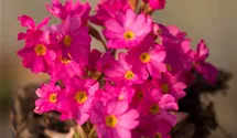 Primula rosea