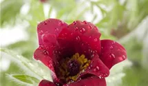 Pulsatilla vulgaris 'Rote Glocke'