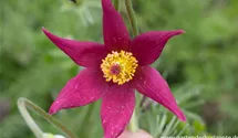 Pulsatilla vulgaris 'Rote Glocke'