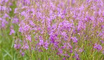 Lythrum virgatum 'Swirl'