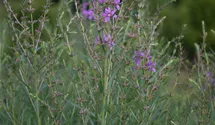 Lythrum virgatum 'Swirl'