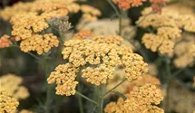 Achillea millefolium 'Terracotta'