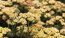 Achillea millefolium 'Terracotta'