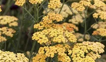 Achillea millefolium 'Terracotta'