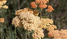 Achillea millefolium 'Terracotta'
