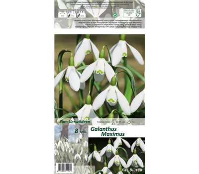 Schneeglöckchen 'Maximus'