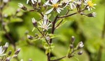 Aster divaricatus