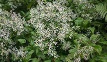 Aster divaricatus
