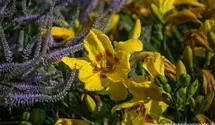 Hemerocallis x cult.'King George'