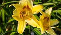 Hemerocallis x cult.'King George'