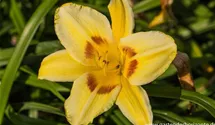 Hemerocallis x cult.'King George'