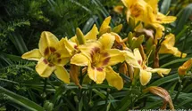Hemerocallis x cult.'King George'