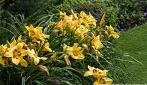 Hemerocallis x cult.'King George'