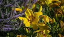 Hemerocallis x cult.'King George'