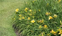 Hemerocallis x cult.'Mini Stella'