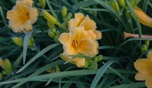 Hemerocallis x cult.'Mini Stella'
