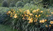 Hemerocallis x cult.'Mini Stella'