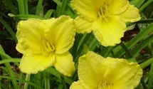 Hemerocallis x cult.'Big Time Happy'