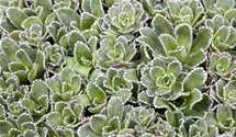 Saxifraga paniculata
