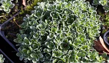 Saxifraga paniculata