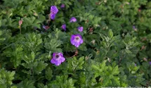 Geranium wallich. 'Silvia´s Surprise'®