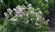 Geranium pratense 'Summer Skies' -R-