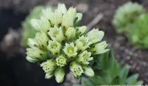 Sempervivum wulfenii