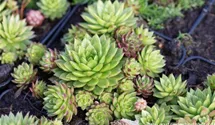 Sempervivum wulfenii