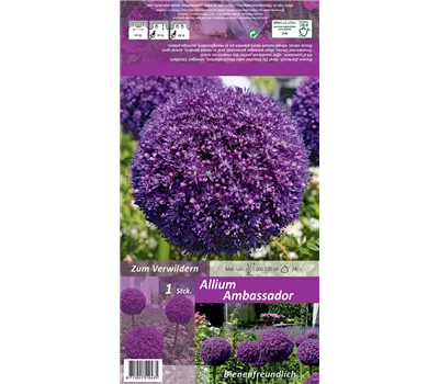 Zierlauch 'Ambassador'®