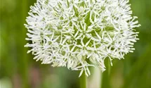 Allium 'Ping Pong'