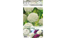 Allium 'Ping Pong'