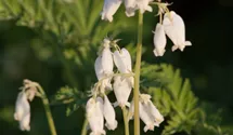 Dicentra eximia 'Alba'
