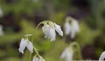 Dicentra eximia 'Alba'