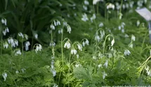 Dicentra eximia 'Alba'