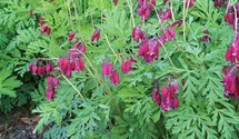 Dicentra formosa 'Bacchanal'