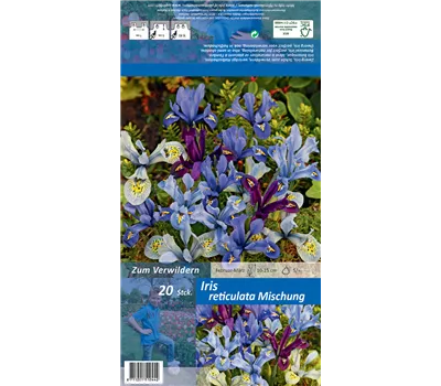 Zwiebel-Schwertlilie