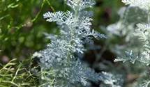Artemisia schmidtiana 'Nana'