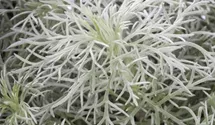 Artemisia schmidtiana 'Nana'