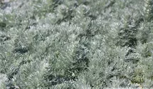 Artemisia schmidtiana 'Nana'