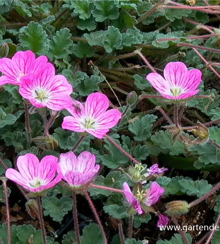 Zwergiger Garten-Reiherschnabel 'Bishop´s Form'