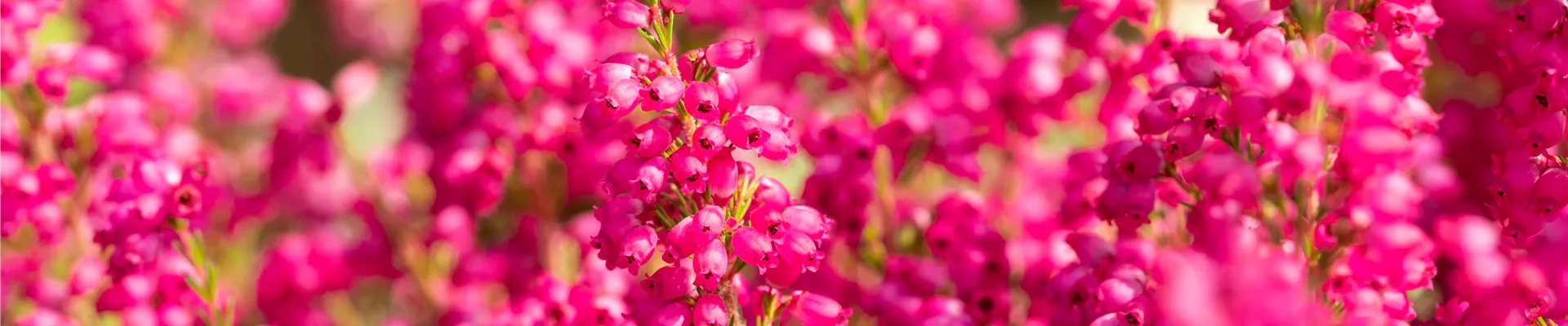 Erica gracilis, rot