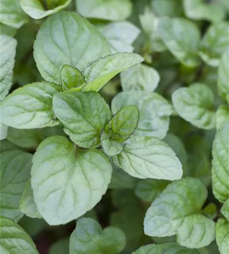 Mentha x piperita 'Orange'