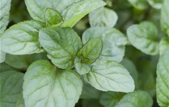 Mentha x piperita 'Orange'