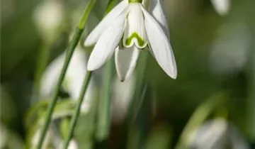 Galanthus nivalis