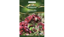 Dianthus barbatus 'Sooty'