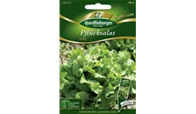 Lactuca sativa var. acephala 'Oaker'