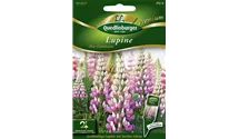 Lupinus polyphyllus 'The Chatelaine'