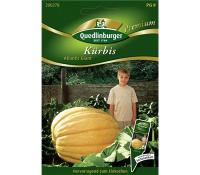 Kürbissamen 'Atlantic Giant'