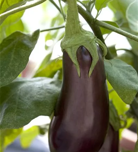 Solanum melongena 'Moneymaker'