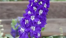 Delphinium pacific
